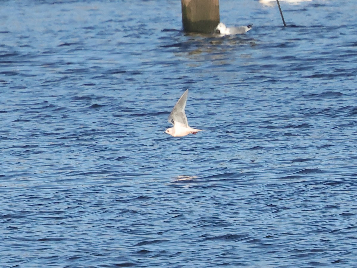 Ross's Gull - ML628861855