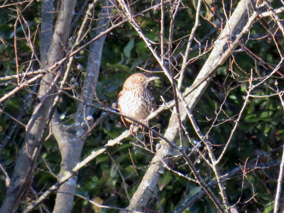 Brown Thrasher - ML628861899
