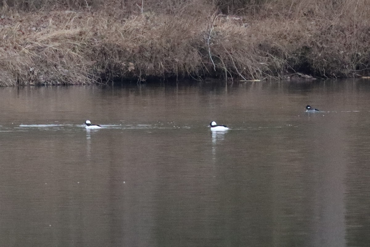 Bufflehead - ML628861938
