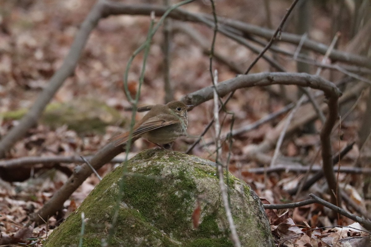 Hermit Thrush - ML628861946