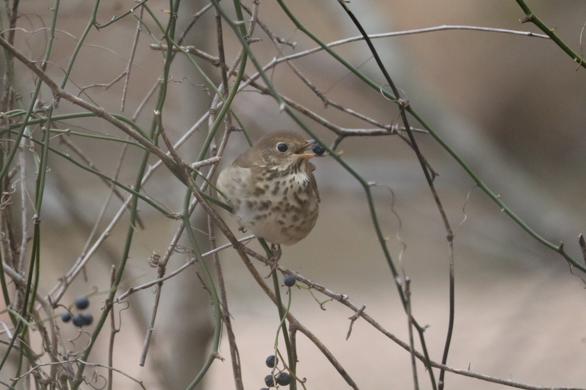 Hermit Thrush - ML628861947