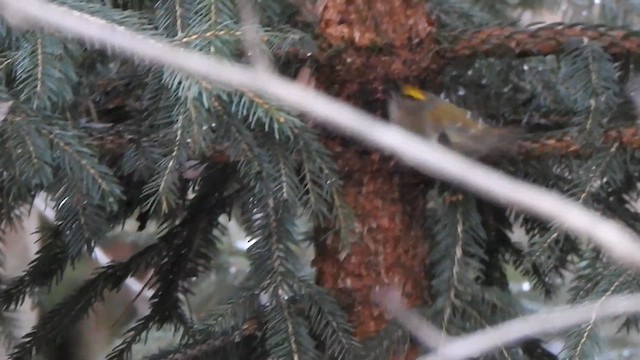 Goldcrest - ML628861976