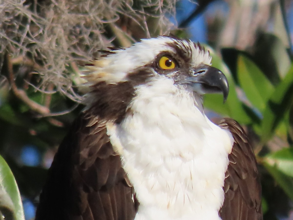 Osprey - ML628862044