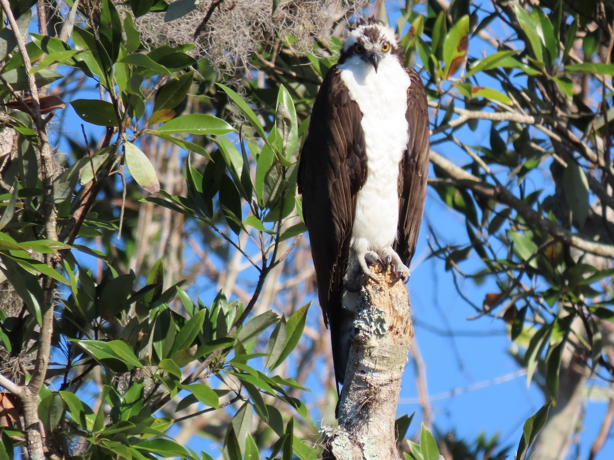 Osprey - ML628862047