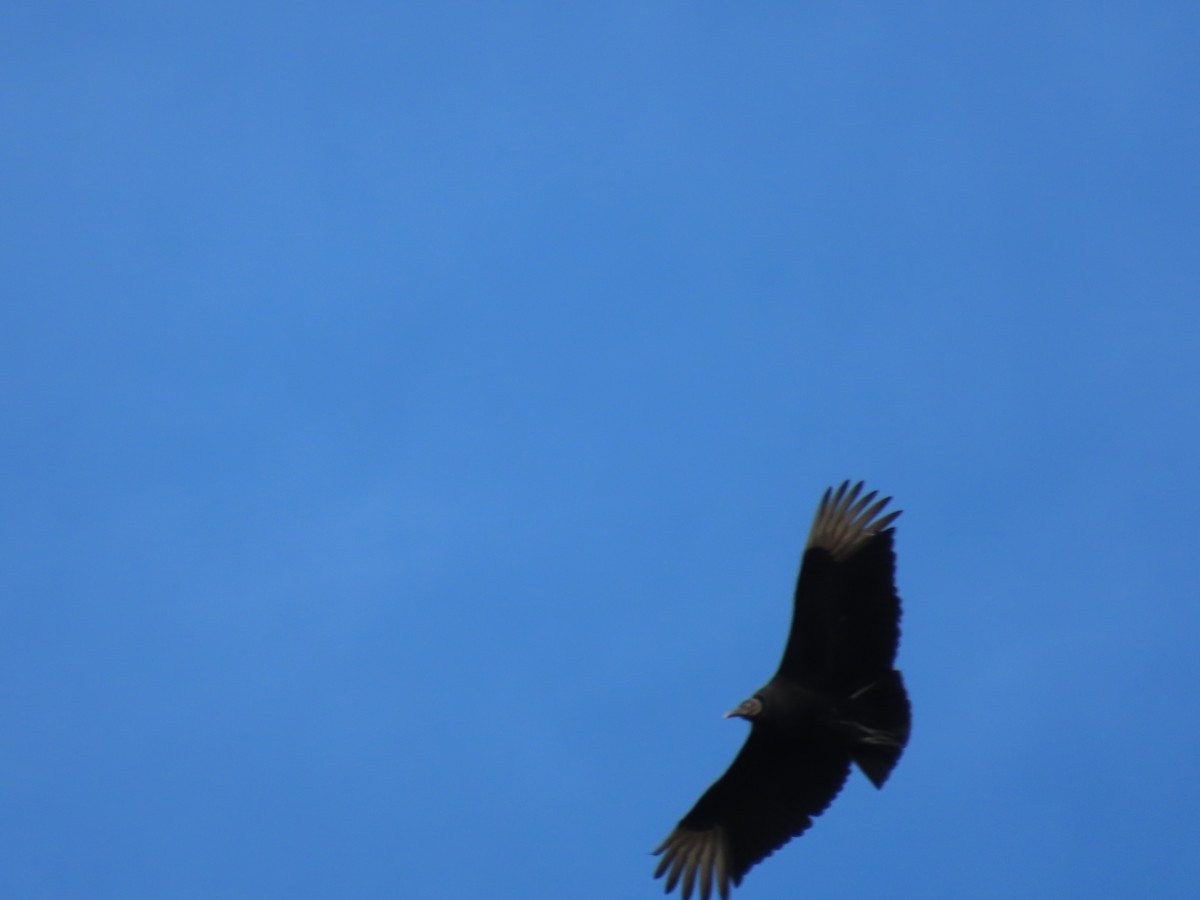 Black Vulture - ML628862100