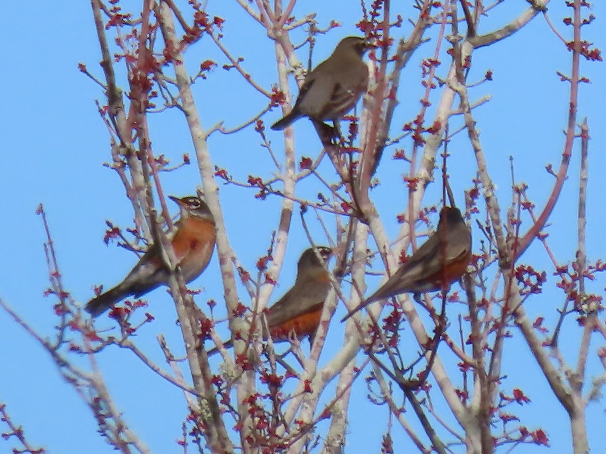 American Robin - ML628862110
