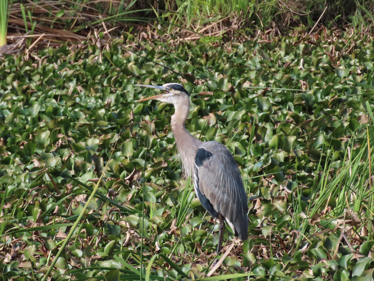 Great Blue Heron - ML628862151