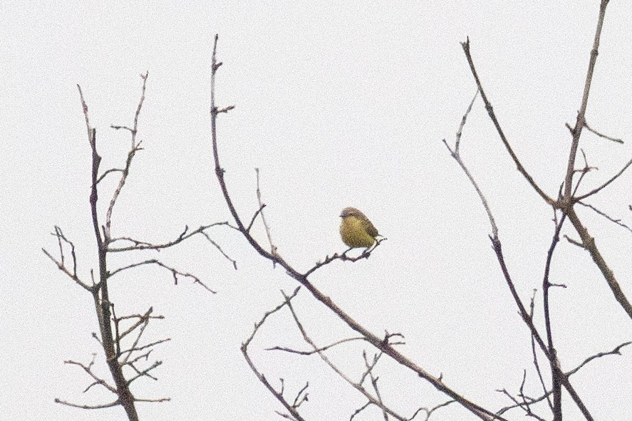 Yellow Penduline-Tit - ML628862345