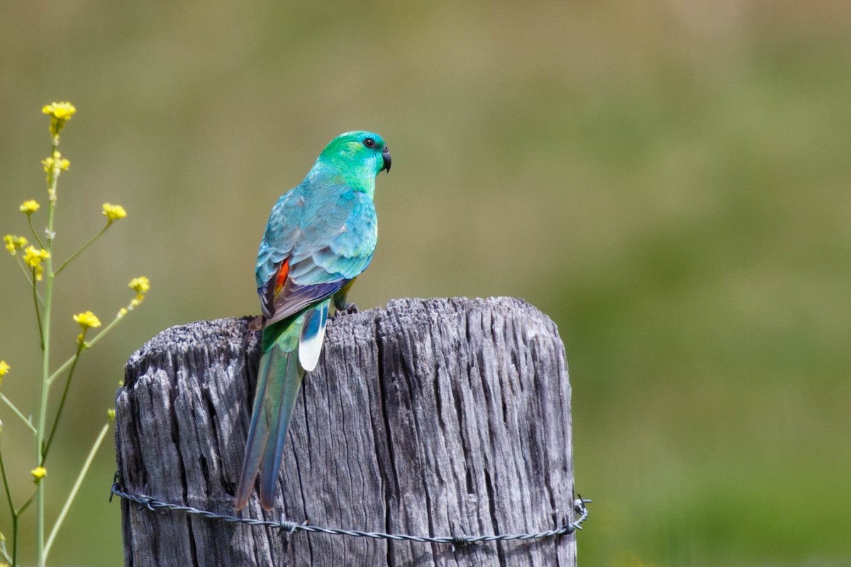 Red-rumped Parrot - ML628862409