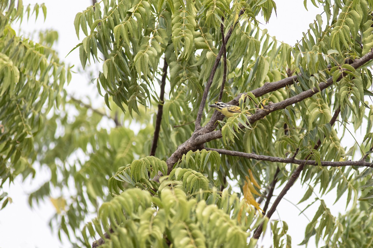 Yellow-fronted Tinkerbird - ML628862466