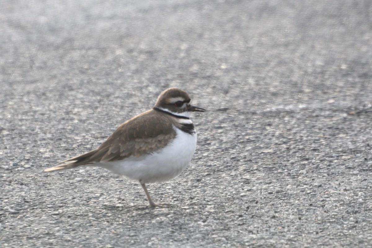 Killdeer - ML628862599