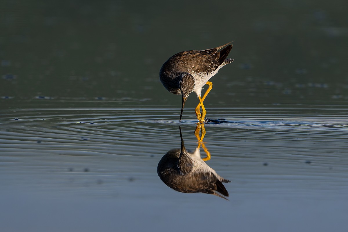 Lesser/Greater Yellowlegs - ML628862754