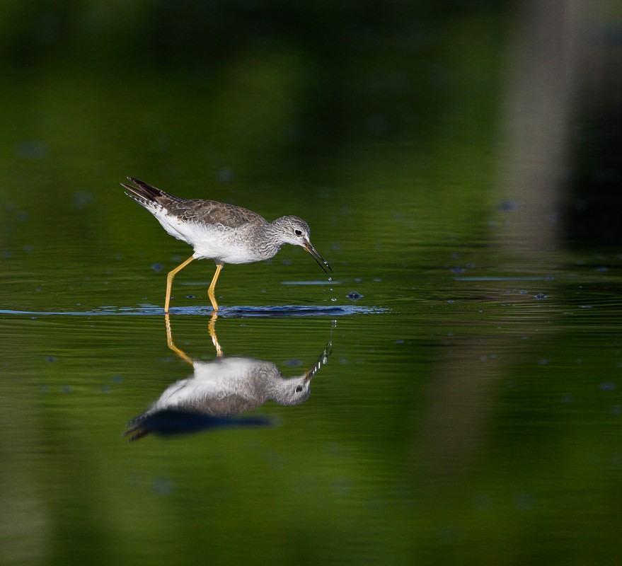 Lesser/Greater Yellowlegs - ML628862755