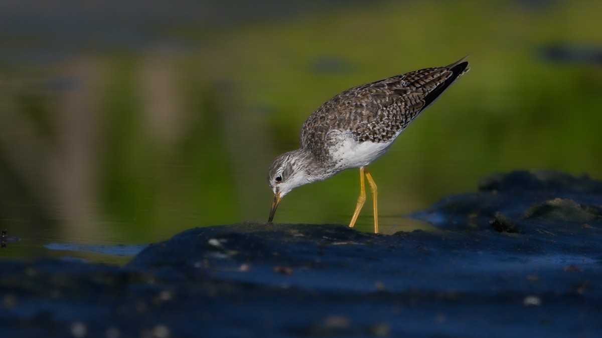 Lesser/Greater Yellowlegs - ML628862756