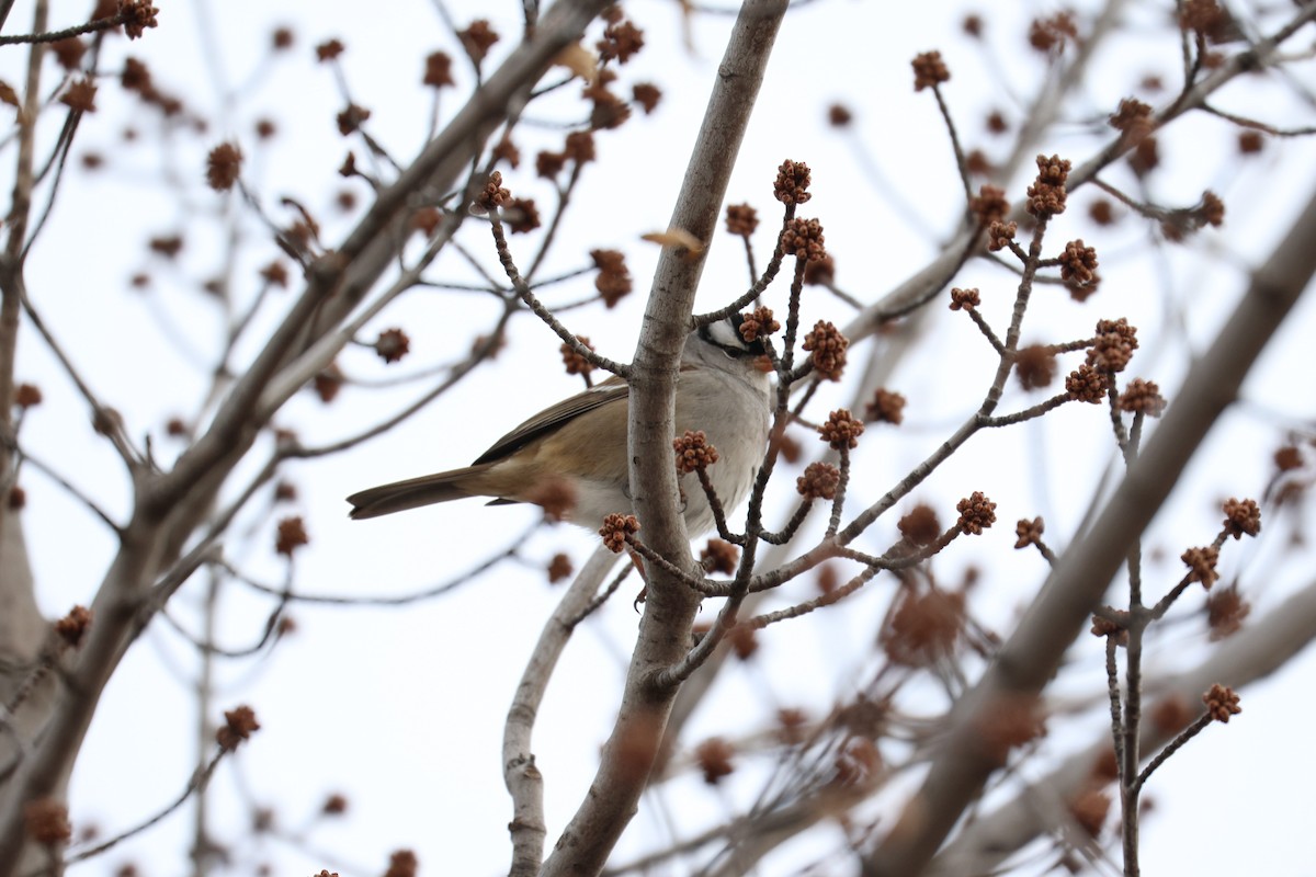 White-crowned Sparrow - ML628862765
