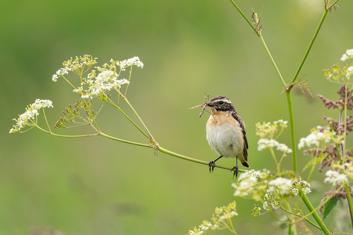 Whinchat - ML628863012