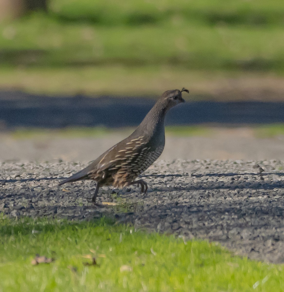 California Quail - ML628863065