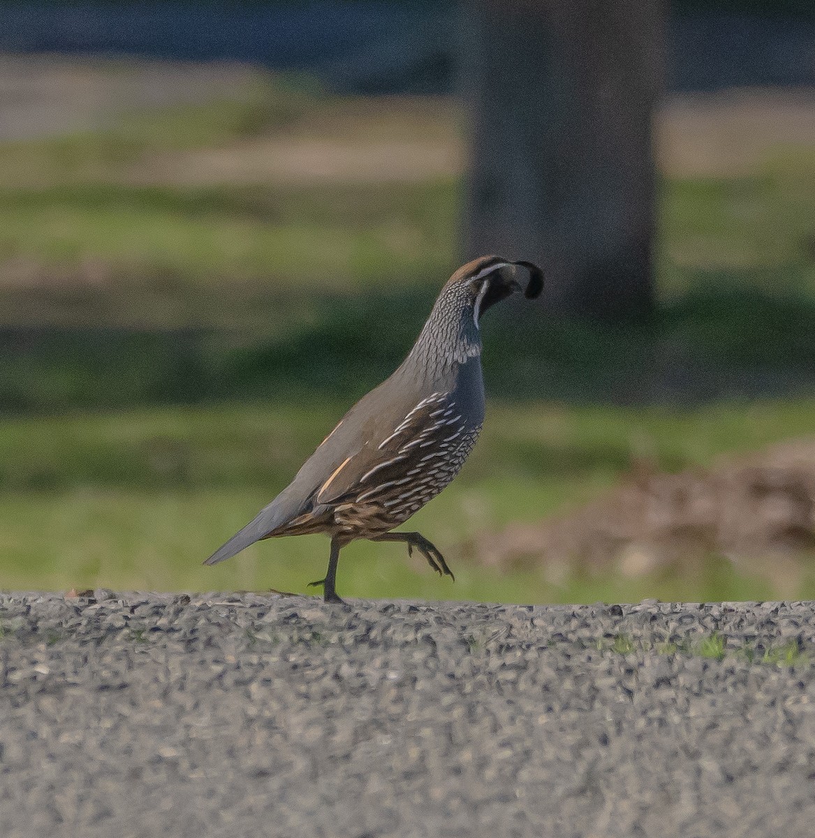 California Quail - ML628863066