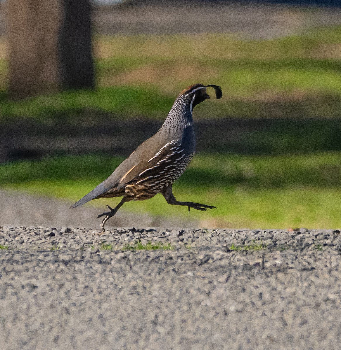 California Quail - ML628863067