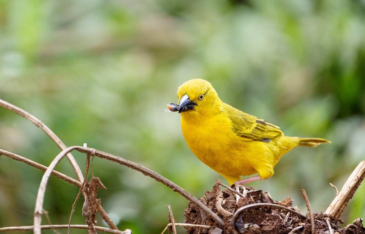 Holub's Golden-Weaver - ML628863358