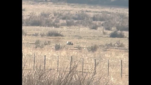 Gunnison Sage-Grouse - ML628863367