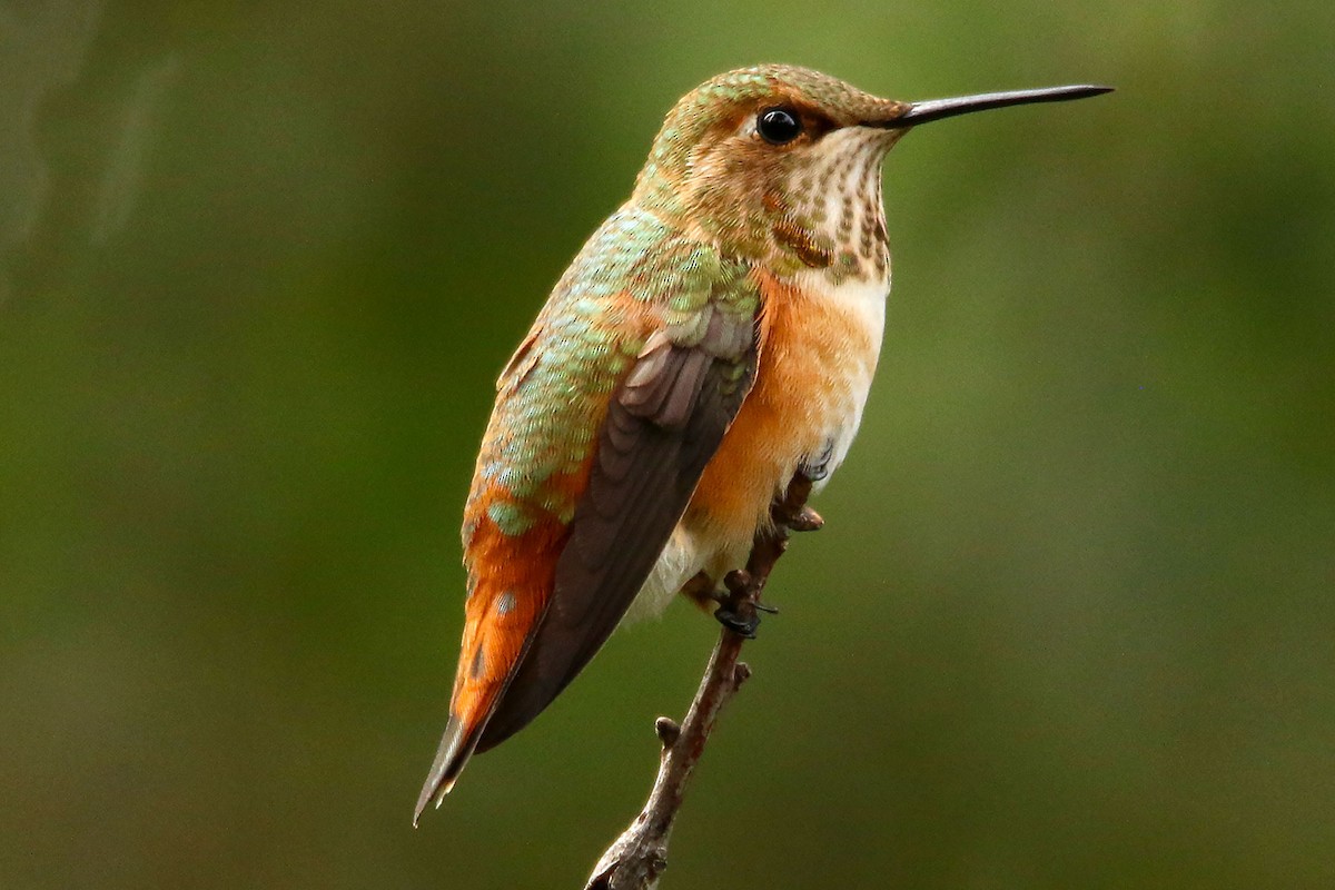 Rufous Hummingbird - ML628863528