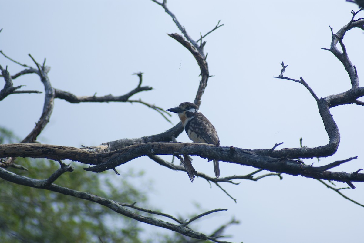 Russet-throated Puffbird - ML628863542