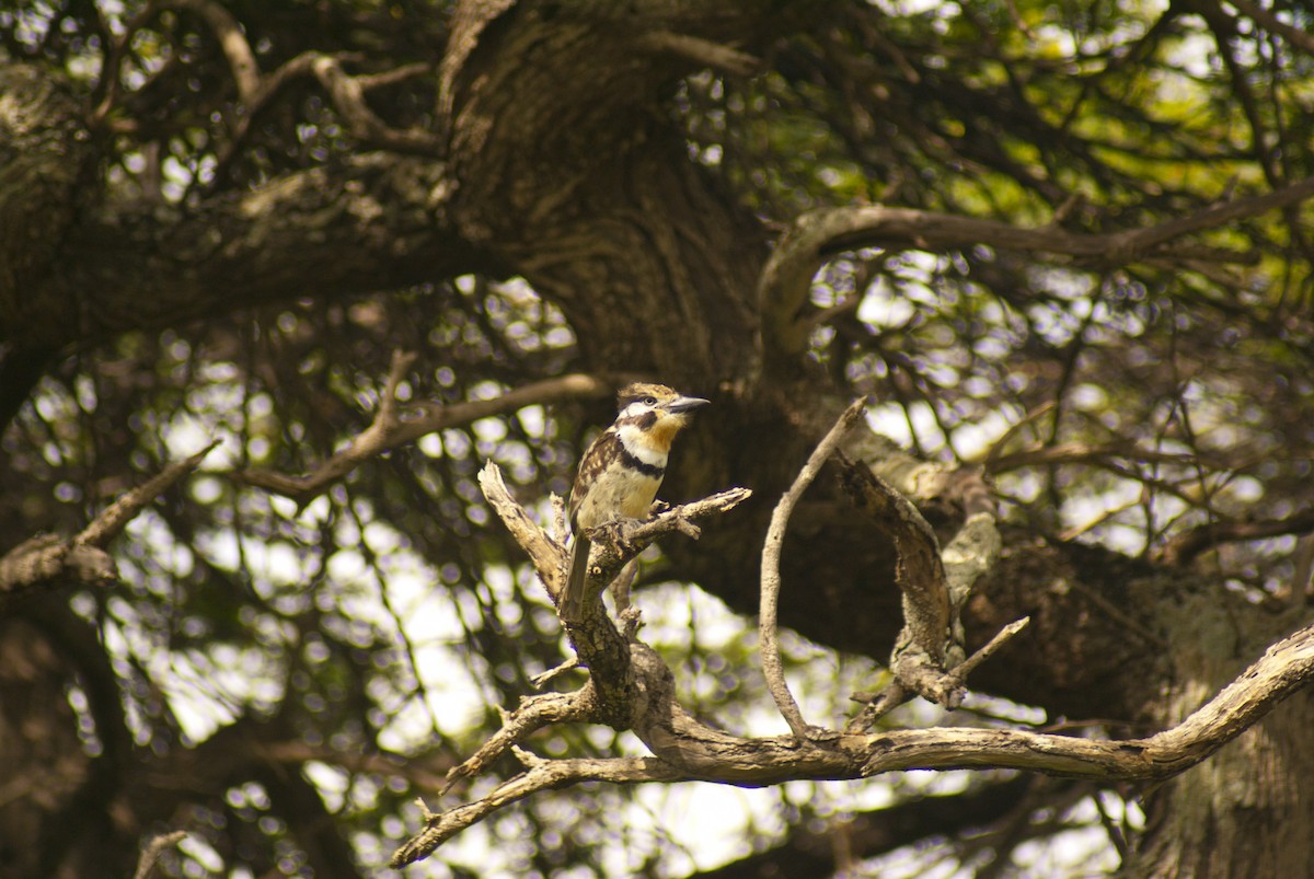 Russet-throated Puffbird - ML628863614