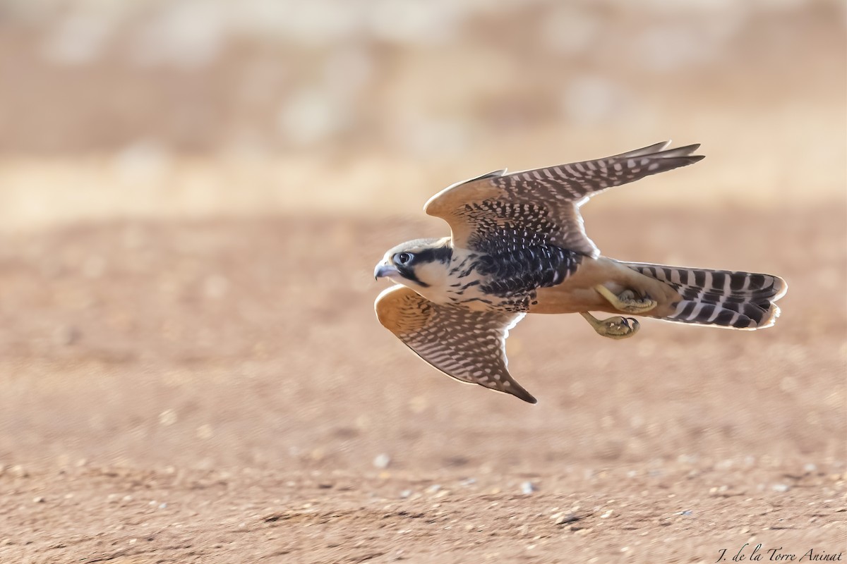 Aplomado Falcon - ML628864040