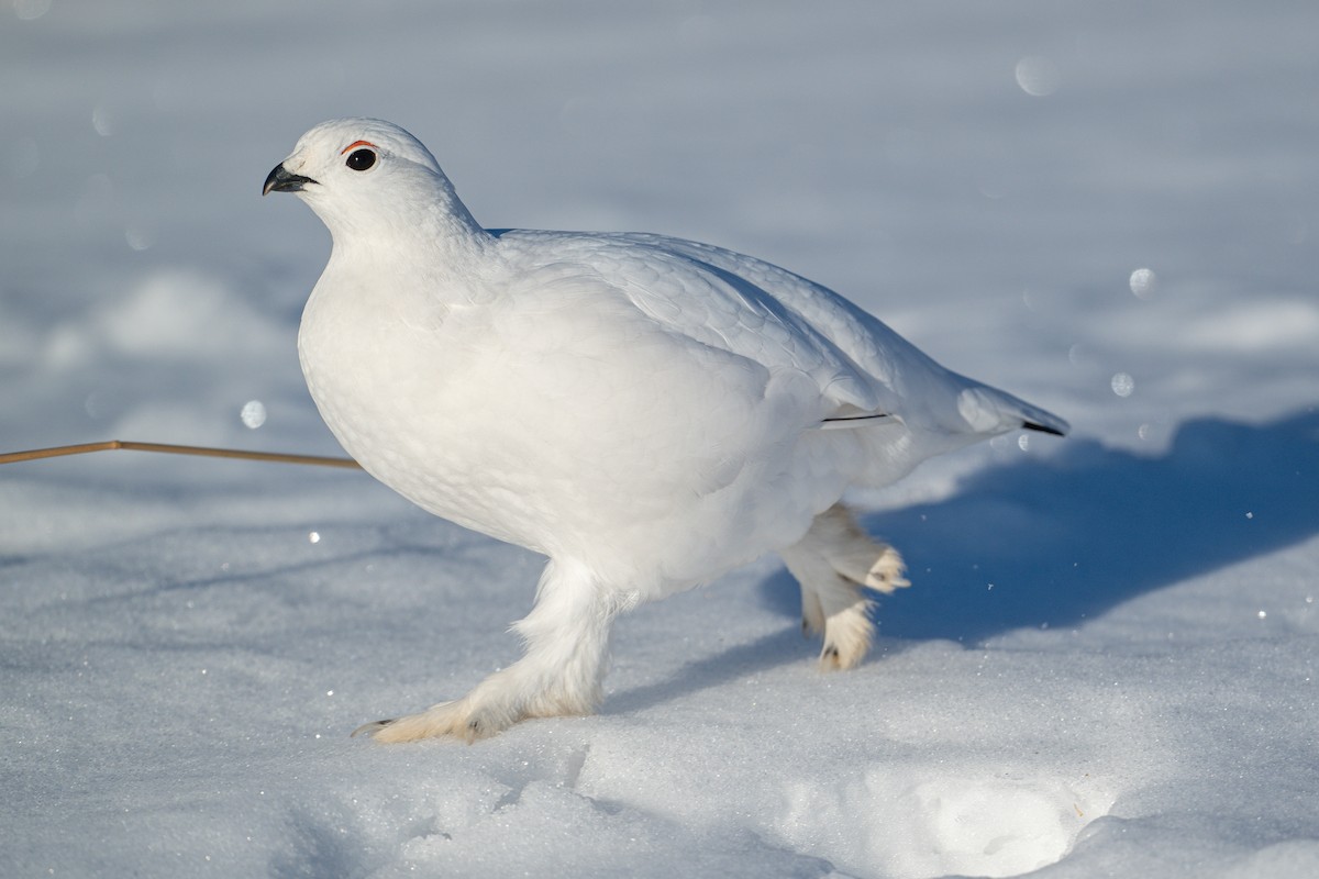 Willow Ptarmigan - ML628864104