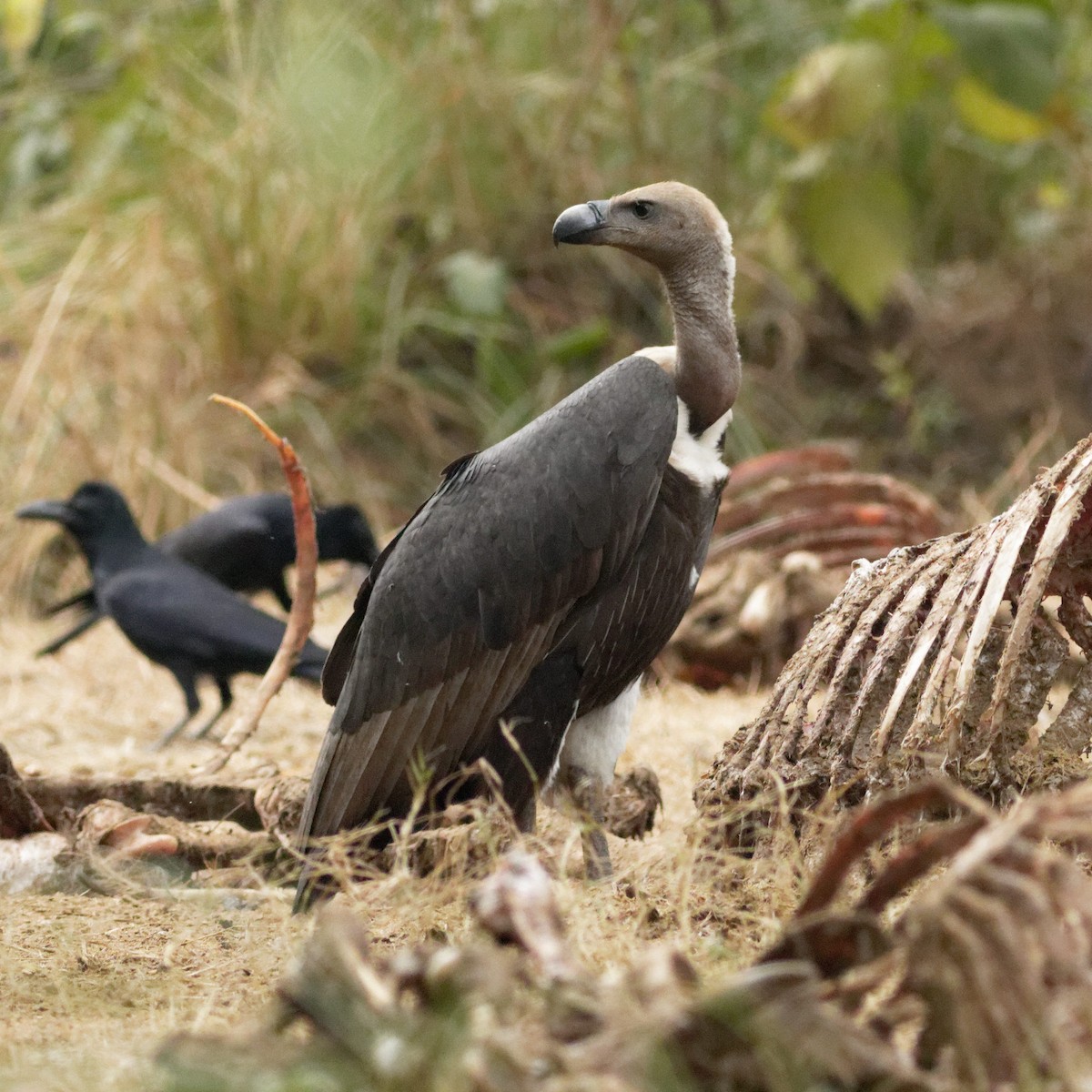 White-rumped Vulture - ML628864385
