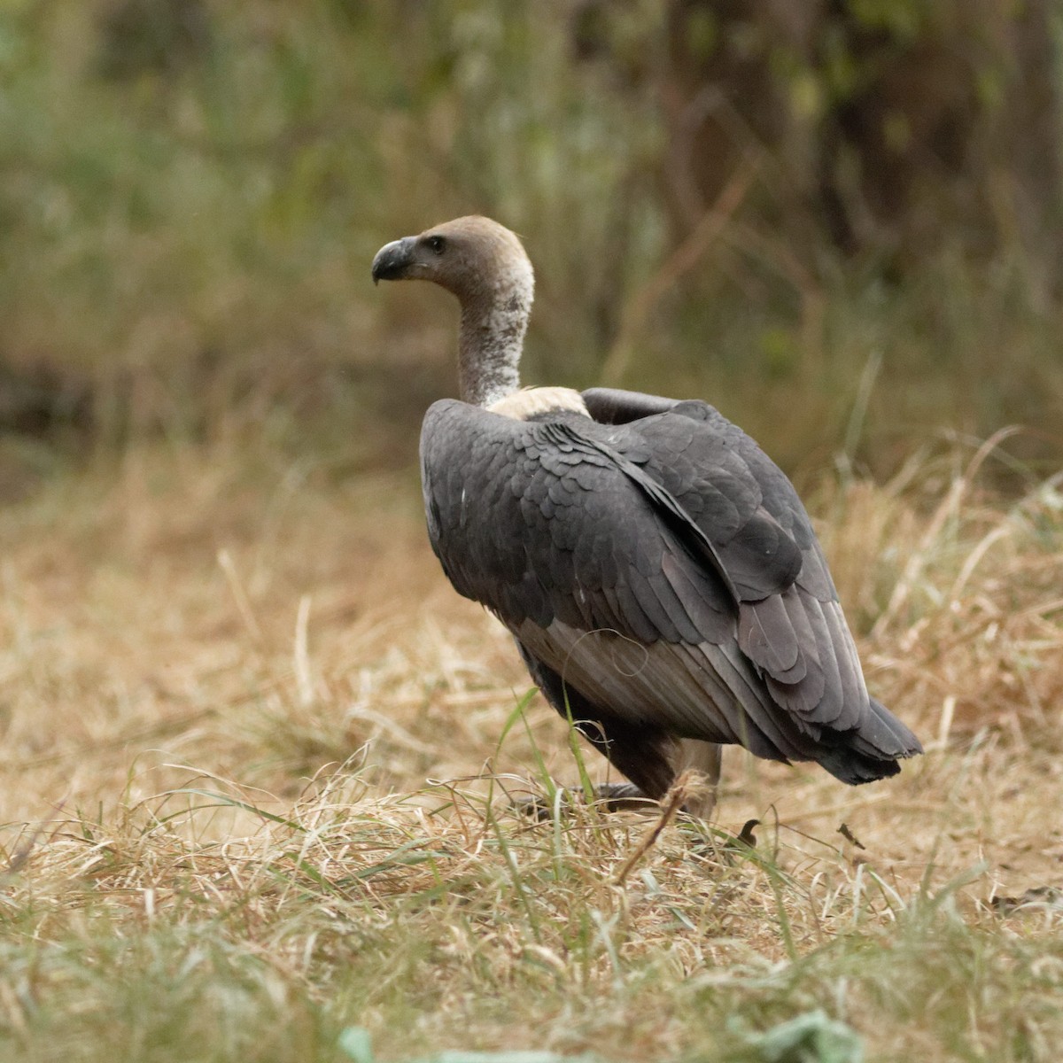 White-rumped Vulture - ML628864386