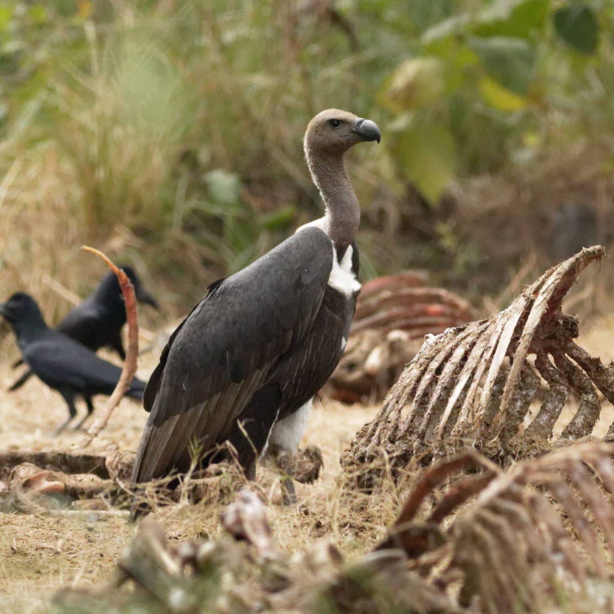 White-rumped Vulture - ML628864389