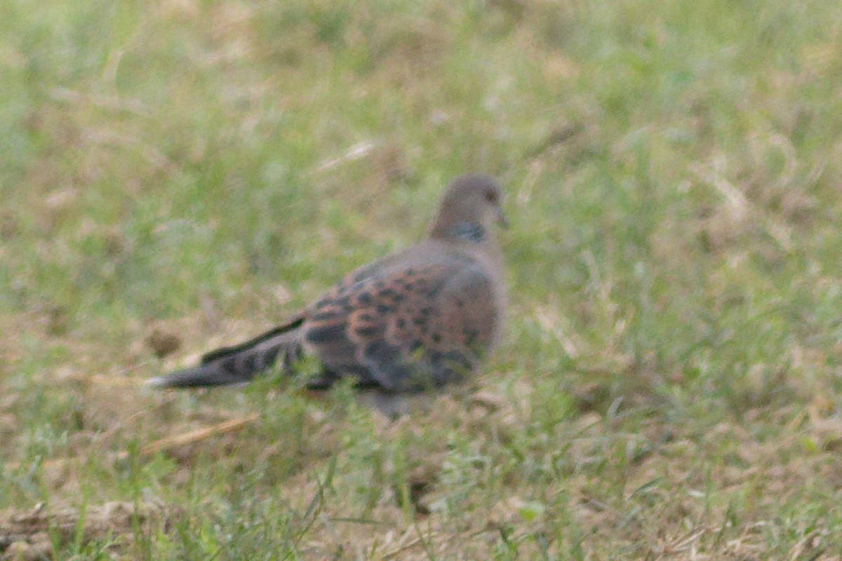 Дорнын хүүрзгэнэ - ML628864524