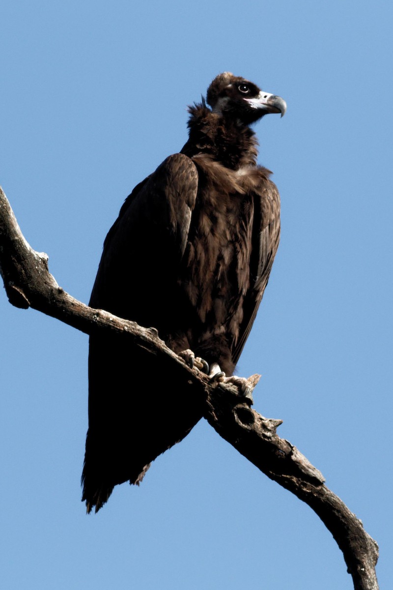 Нөмрөг тас - ML628864629