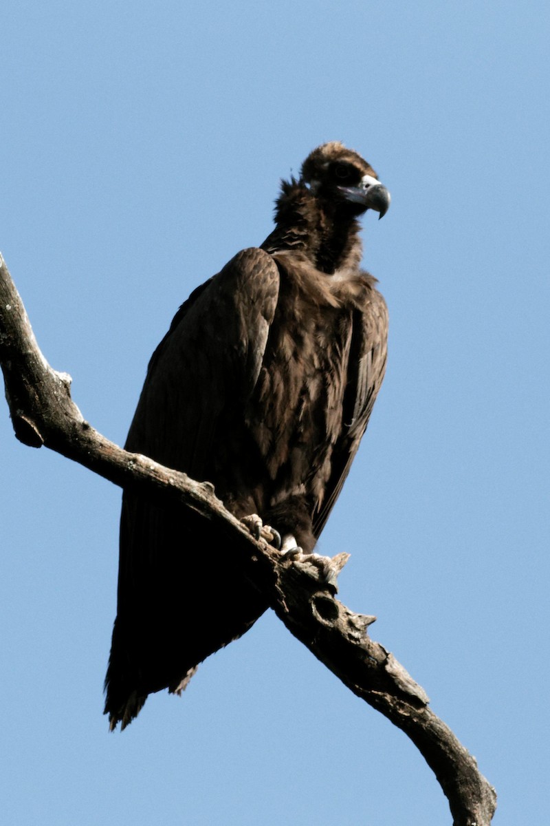 Нөмрөг тас - ML628864630