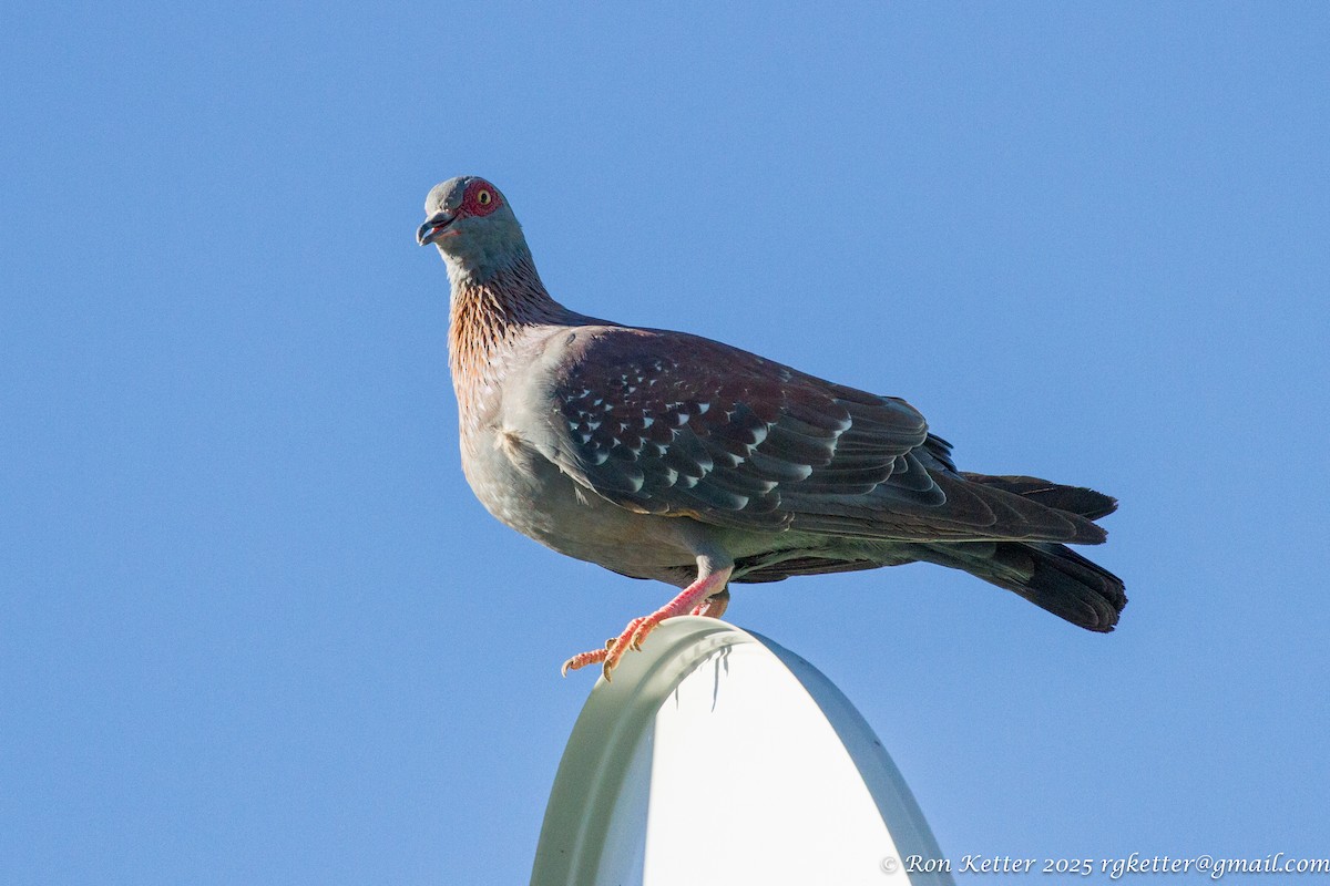 Speckled Pigeon - ML628865082
