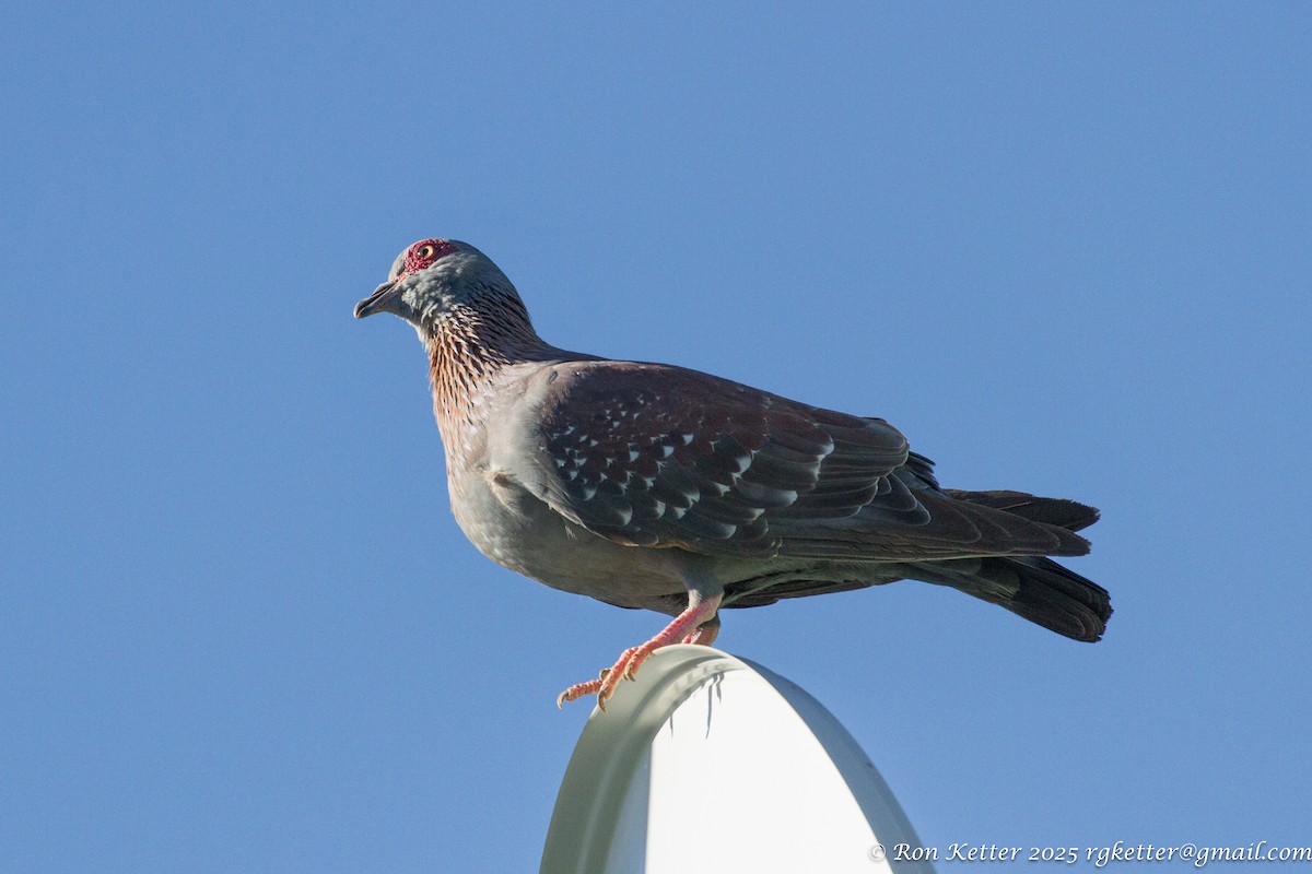 Speckled Pigeon - ML628865083