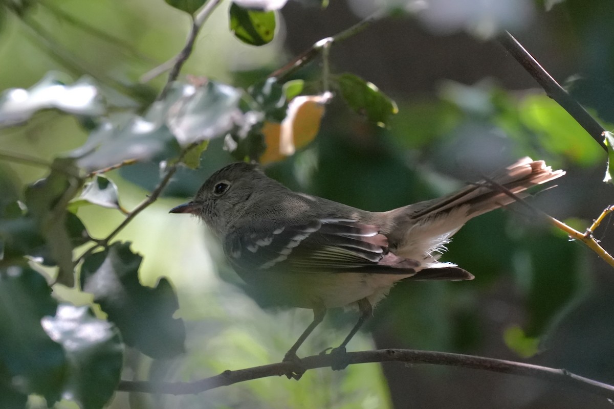 White-crested Elaenia - ML628865105
