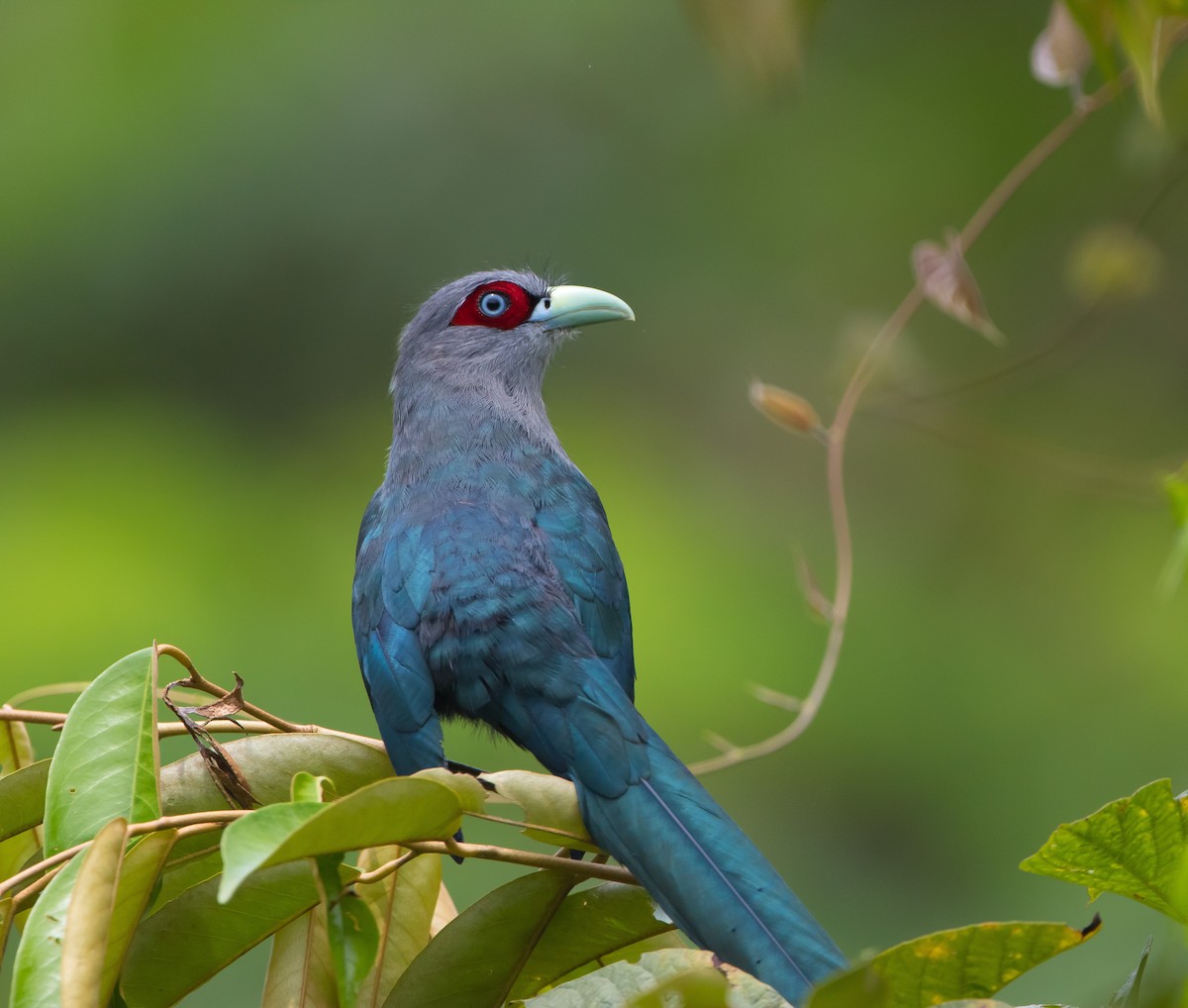 Black-bellied Malkoha - ML628865166