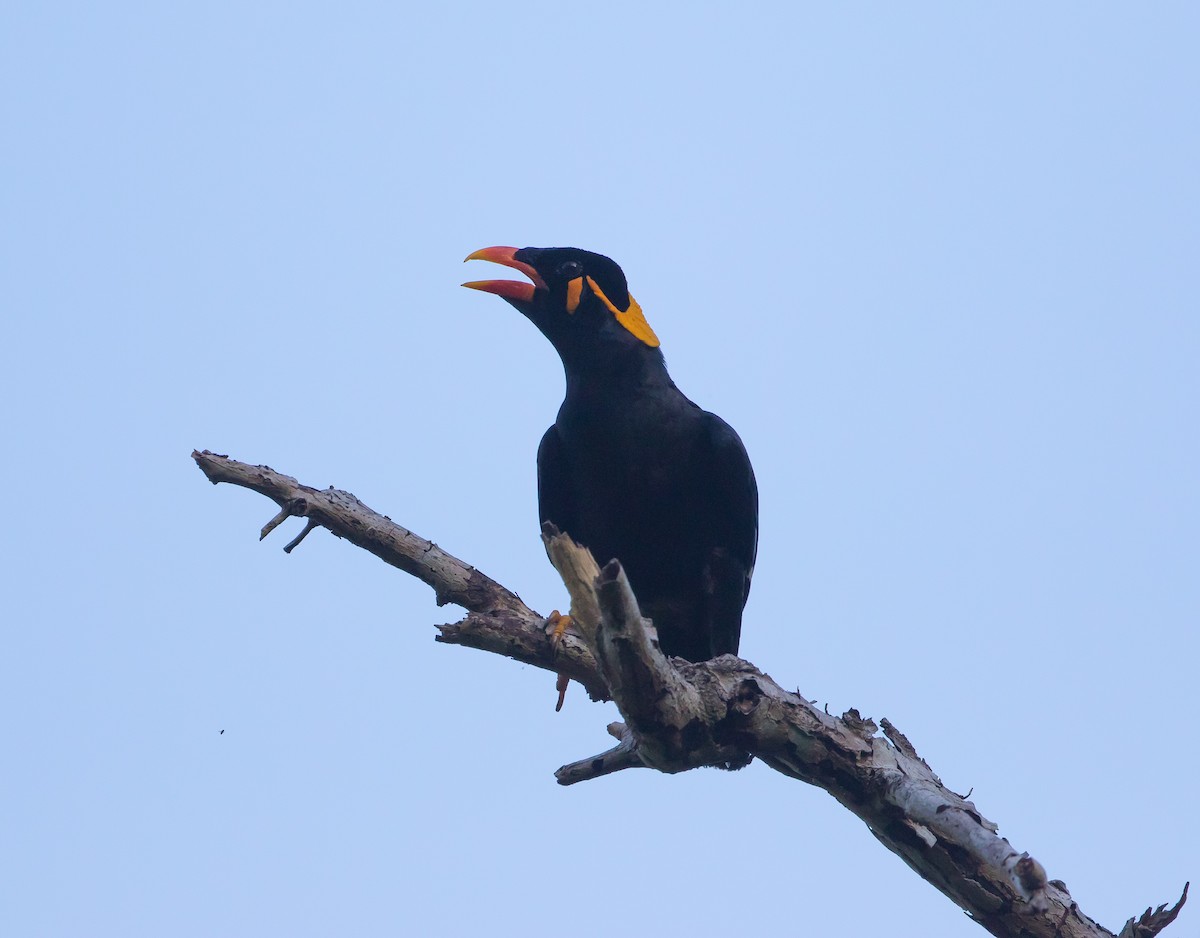 Common Hill Myna - ML628865207