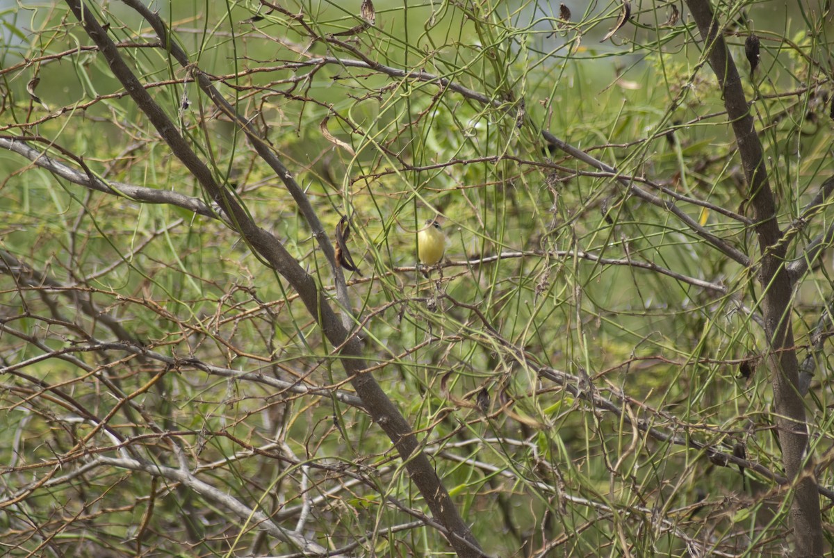 Maracaibo Tody-Flycatcher - ML628865285