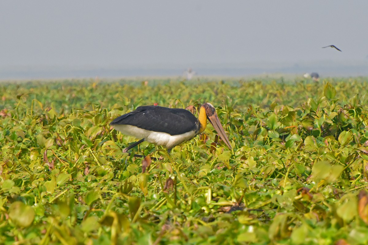 Lesser Adjutant - ML628865327