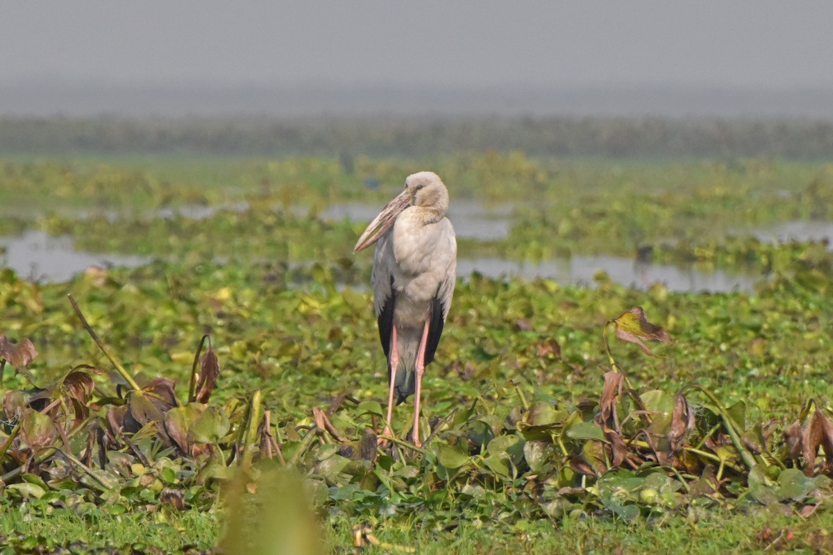 Asian Openbill - ML628865335