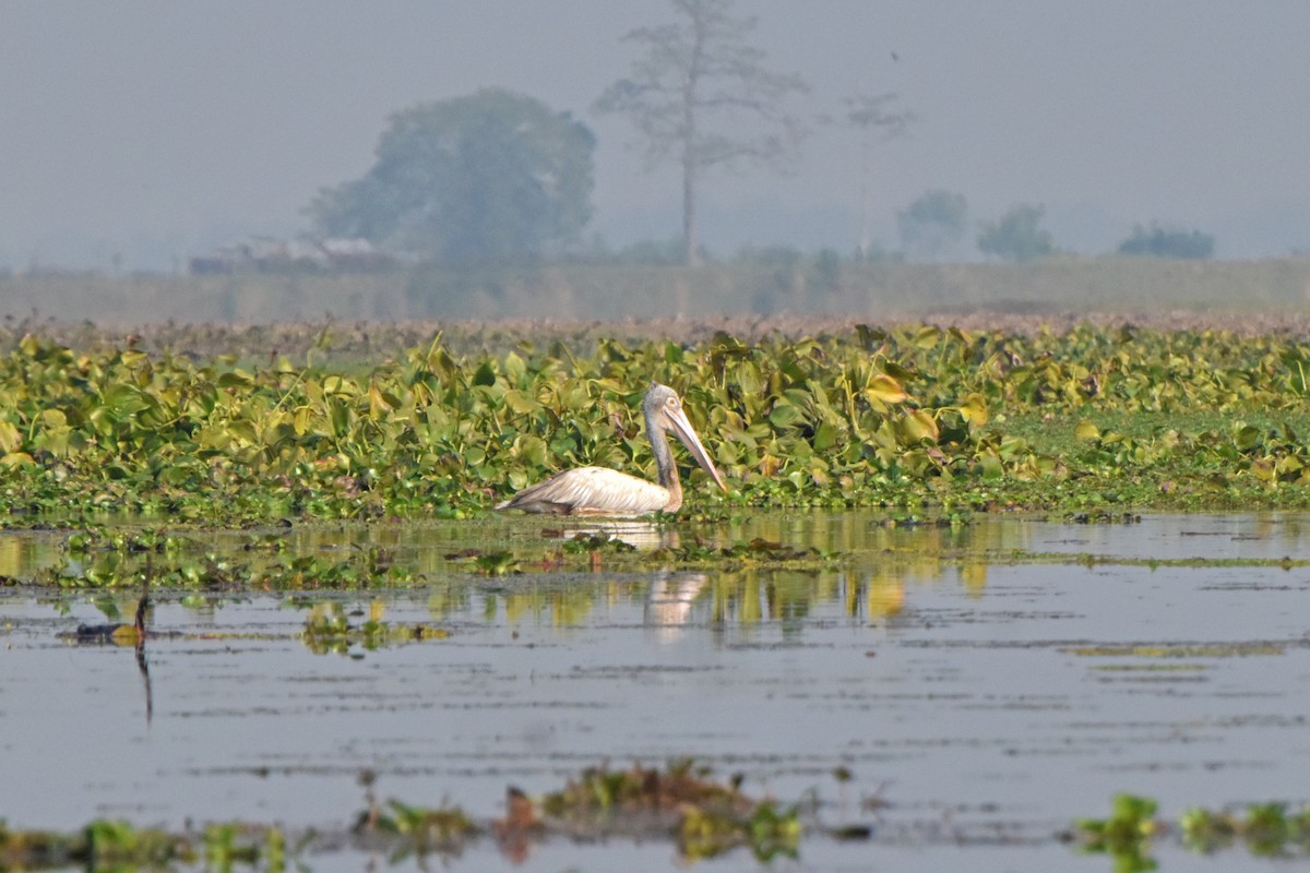 Spot-billed Pelican - ML628865345