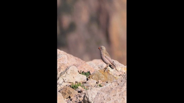 Trumpeter Finch - ML628865453