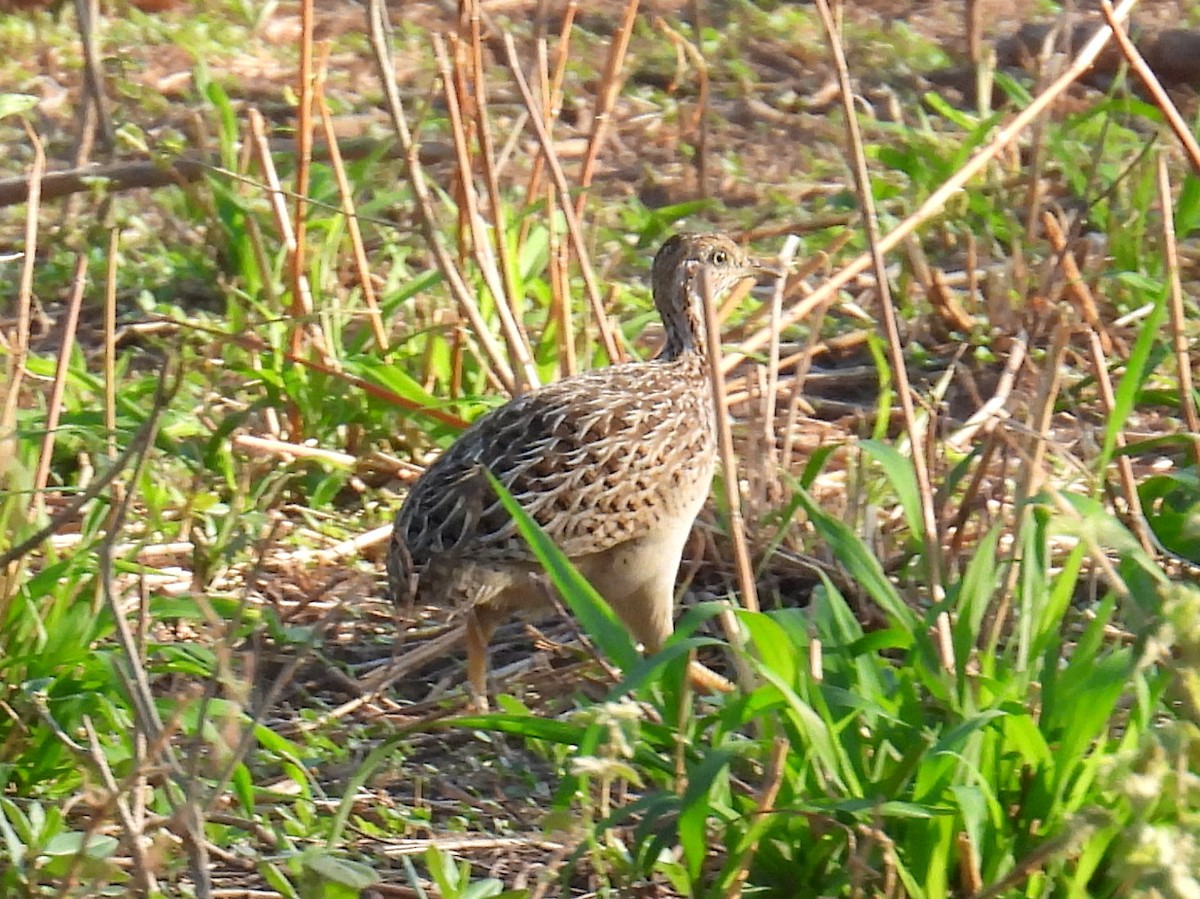 White-bellied Nothura - ML628865603