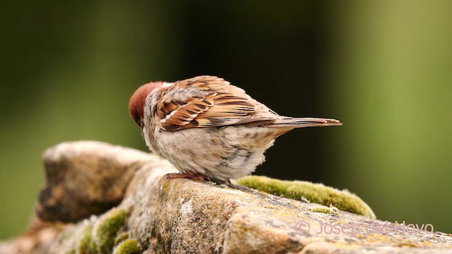 Eurasian Tree Sparrow - ML628865664