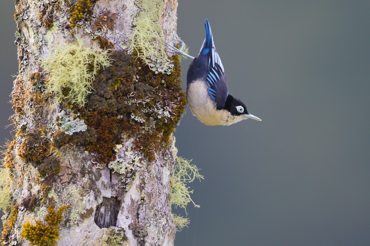 Blue Nuthatch - ML628865745