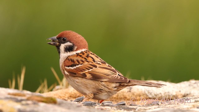 Eurasian Tree Sparrow - ML628865869